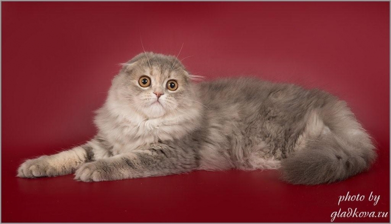 Шотландские котята на праздник