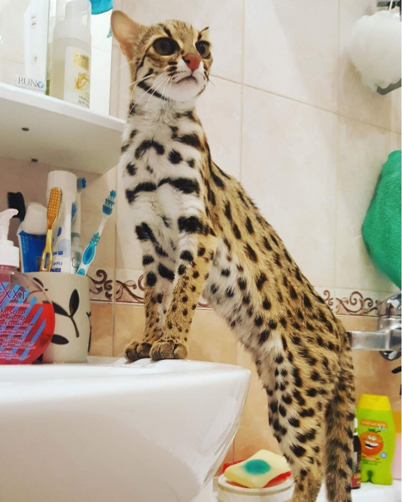 Продам котят АЛК азиатской леопардовой кошки