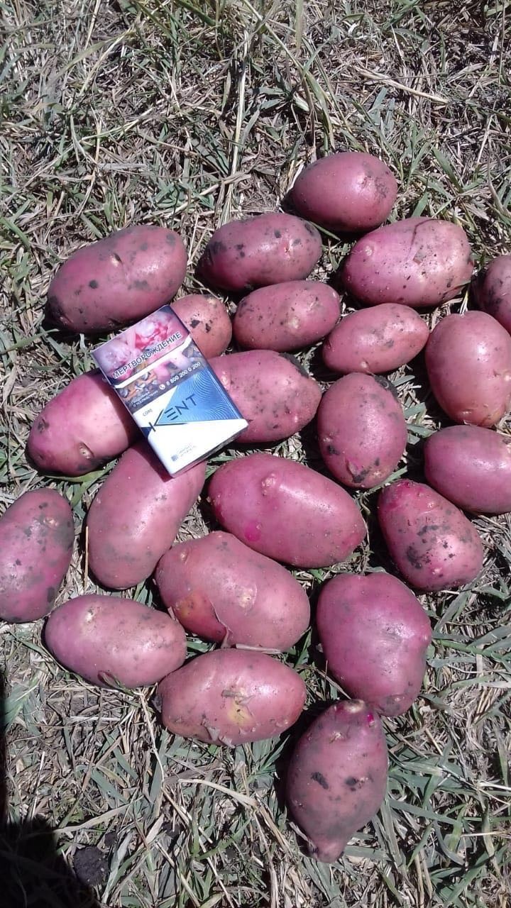 Картофель