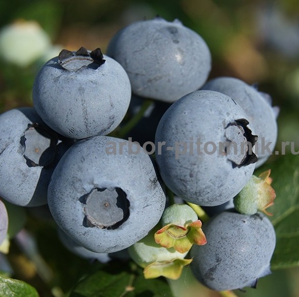 ������� � ���������� �������� ������ � ������ � ��������