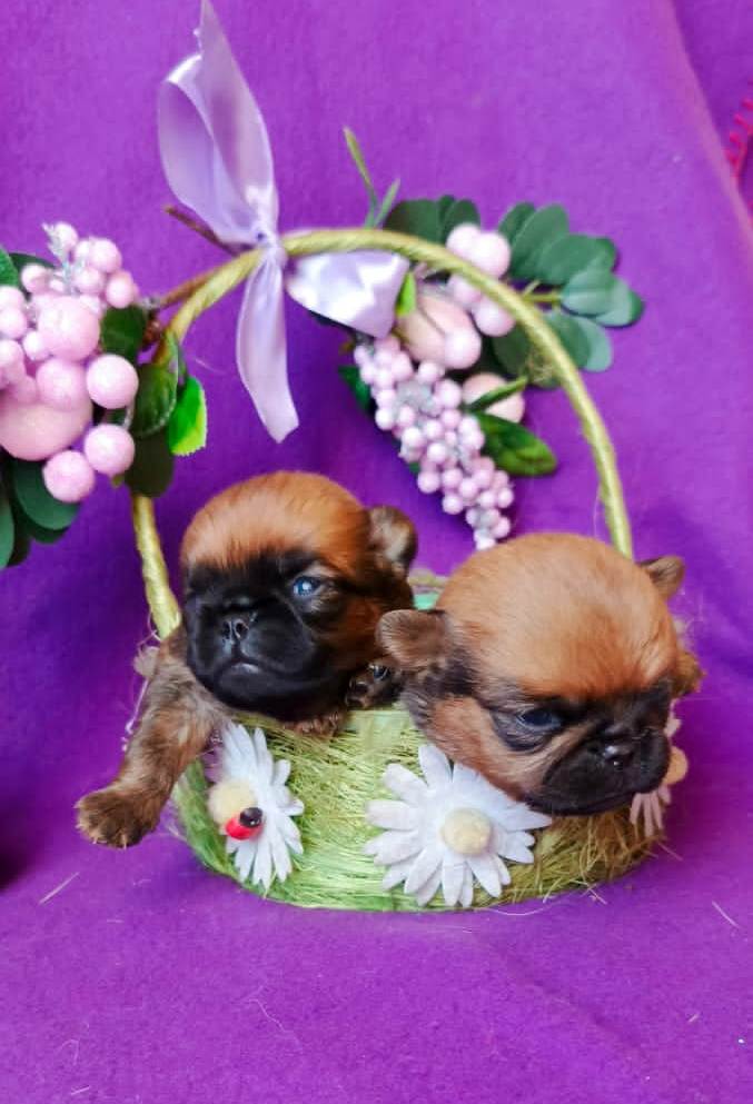 ����� ���-����������