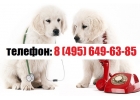 VetKlinik-Msk - ветклиника 24