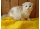 Безупречные шотландские котята