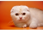 Божественный шотландский котнок у вас дома