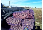 Продаем картофель по всей России оптом со склада.