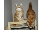 Котята мейн куны красный мрамор