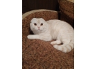 Холный шотландский котик из питомника