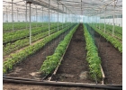 Продам готовый бизнес теплицу с домом или обмен. Собственник.