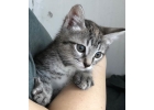 Прелестные котята и мама-кошка в поисках дома