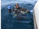 Дайвинг на Черном море